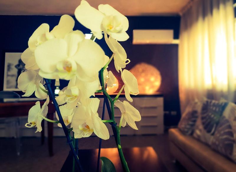 Hotel Caraibi Milano Marittima Dış mekan fotoğraf